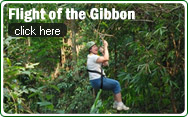 Fight of the Gibbon