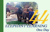 One Day Elephant Learning