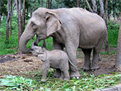 Recommend the new friend – elephant : JC Tour Chiangmai