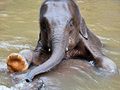 Recommend the new friend – elephant : JC Tour Chiangmai