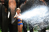 Elephant bath at the waterfall, and having safari picnic lunch : JC Tour Chiangmai