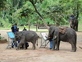 Elephant Conservation Center in Lampang : JC Tour