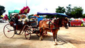 Horse Carriage is the signature of Lam-Pang Town : JC Tour