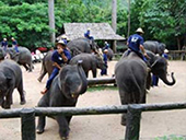 Elephant Conservation Center in Lampang : JC Tour