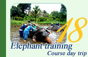 Elephant Training Course