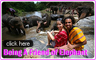 Being A Friend of Elephant