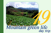 Mountain Green Life